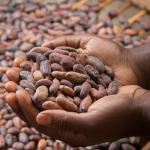 Cocoa Beans